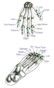 hand and foot meridians